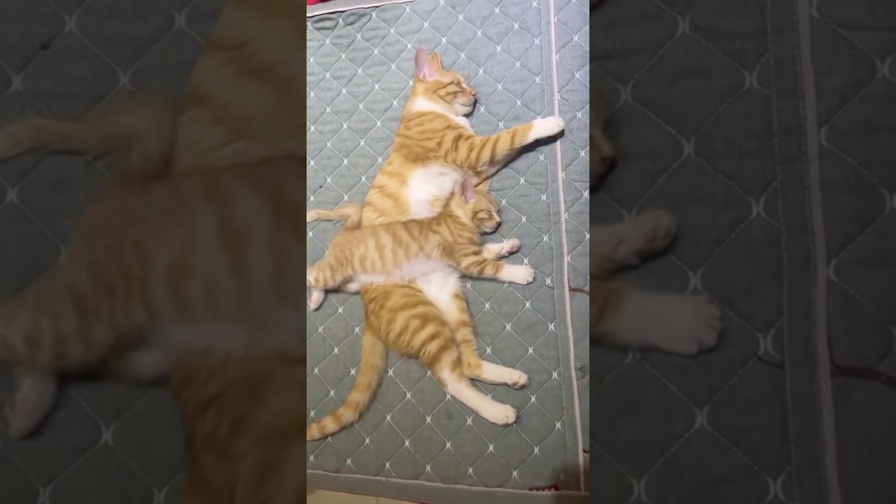 Identical Mama & Kitten Twins, Talking Cats & Funny Meows | Viral Cat Compilation