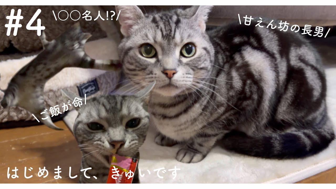 【初公開】 #4 甘えん坊でご飯大好き ○○名人の