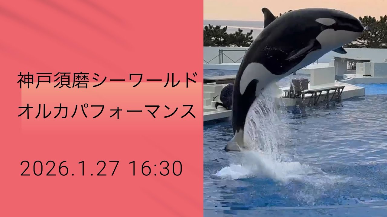 神戸須磨シーワールド　オルカパフォーマンス　2026.1.27 16:30