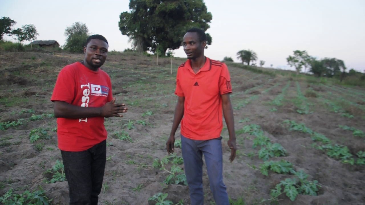 kilimo cha matikiti hatua ya tatu kangeta kilimo