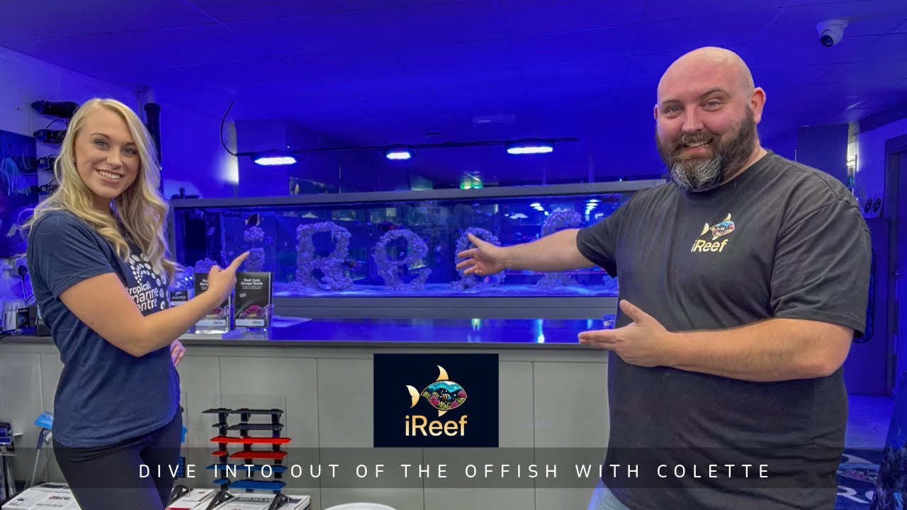 Out of the Offish With Colette Episode 26 - iReef Fish shop tour