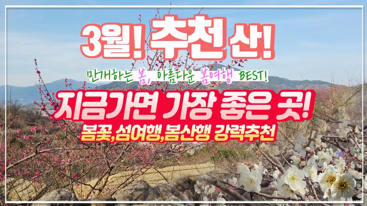 3월에 꼭! 가봐야 하는 추천 산행지│지금 가장 아름다운 곳 추천합니다│매화꽃 여행│동백꽃 섬여행│봄에 가장 좋은 산│등산│여행│등산유튜브