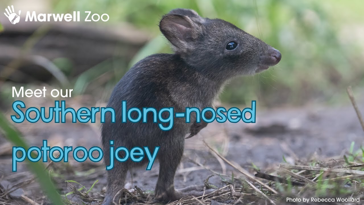 Marwell Zoo welcomes very first potoroo joey