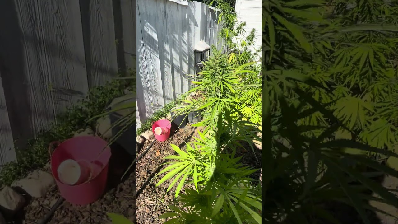 Malawi X Panam&aacute; from Ace seeds #outdoor #garden #gardening