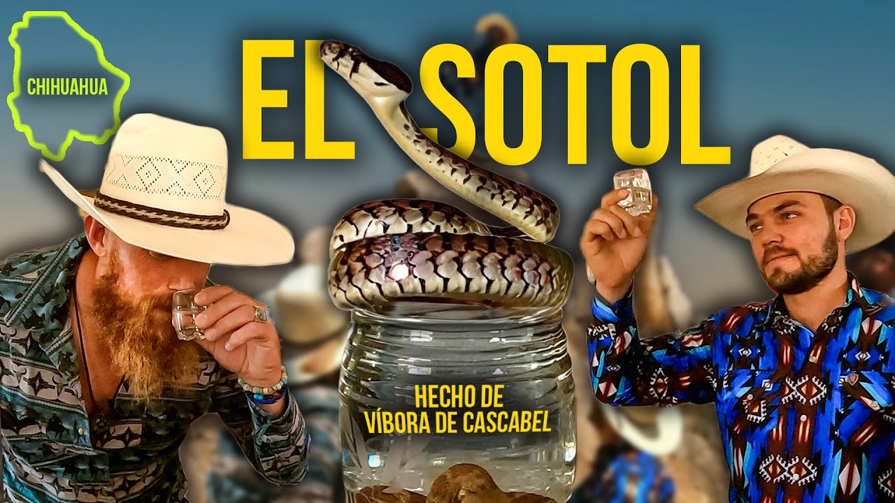 El SOTOL un trago hecho de VÍBORA DE CASCABEL | La cultura de Chihuahua, México