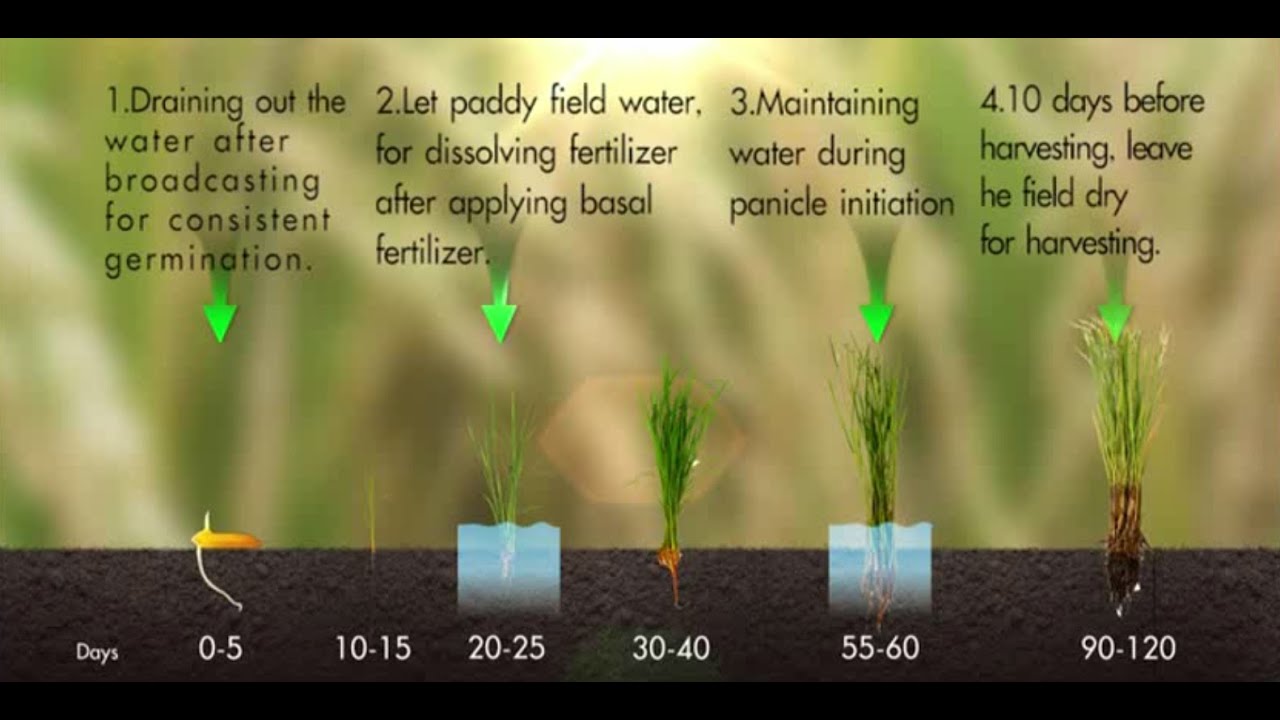 The Alternate Wetting And Drying Water Management In Rice Field (AWD)