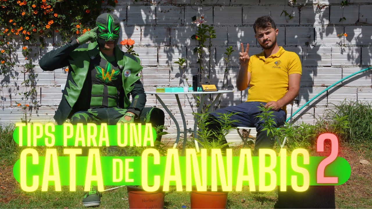 Cata de Cannabis 2 parte, Tips para catar flores de Marihuana correctamente #cannabis #weedmanweeds