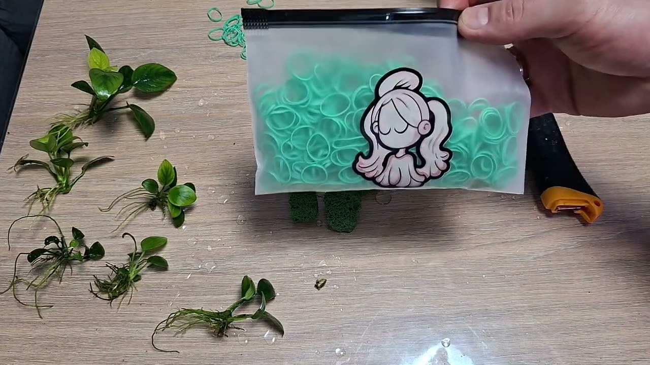 Размножение анубиаса,  новинка.