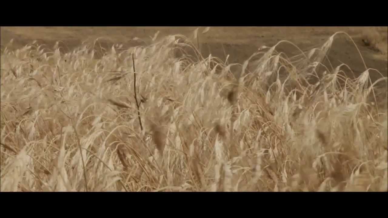 Grano Senatore Cappelli - Fasi di lavorazione
