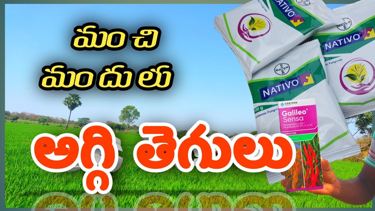 వరిలో అగ్గి తెగులుకు మంచి మందులు | varilo aggi tegulu nivarana in Telugu | Bayer nativo | sensa