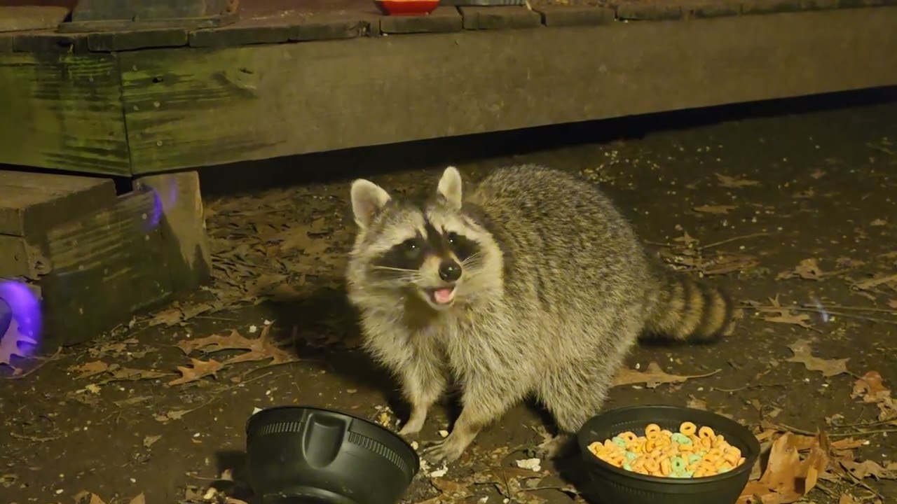Just a couple of Raccoons but they make me happy.