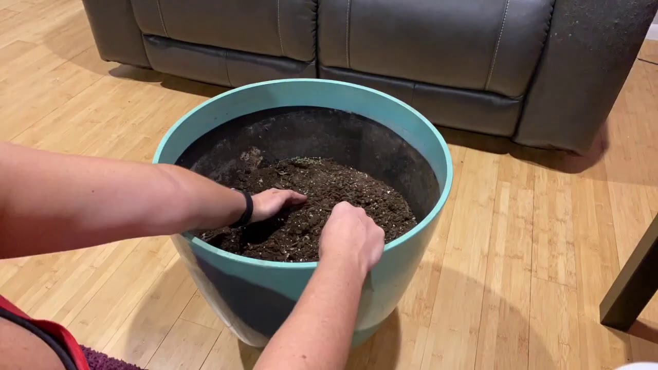 44 Stop motion seed