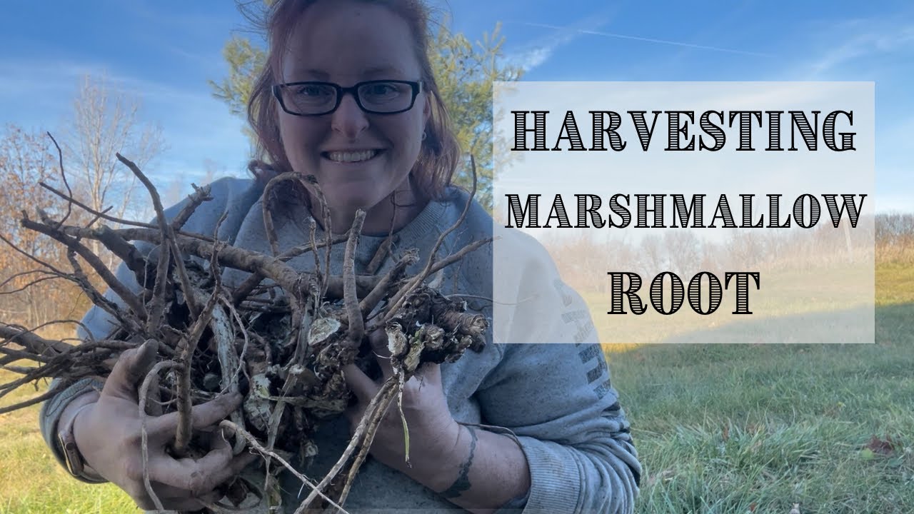 Marshmallow Root Harvest || How To Harvest & Use MARSHMALLOW ROOT