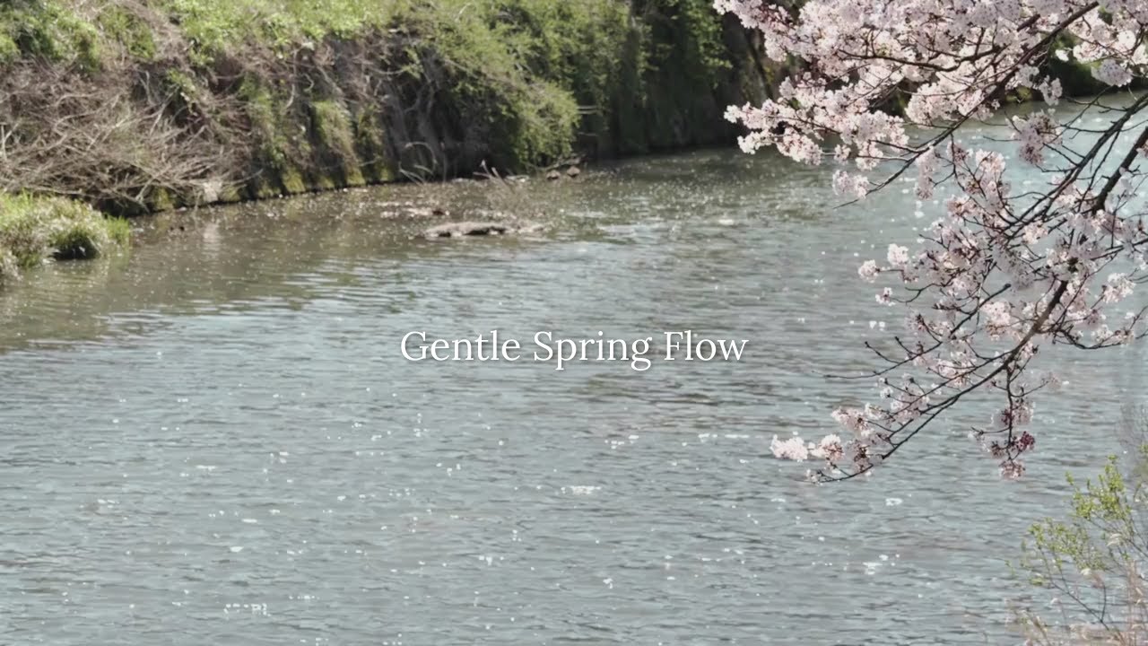 Спокойная и расслабляющая фортепианная музыка | Весенние вишни и ручей | Для отдыха и работы