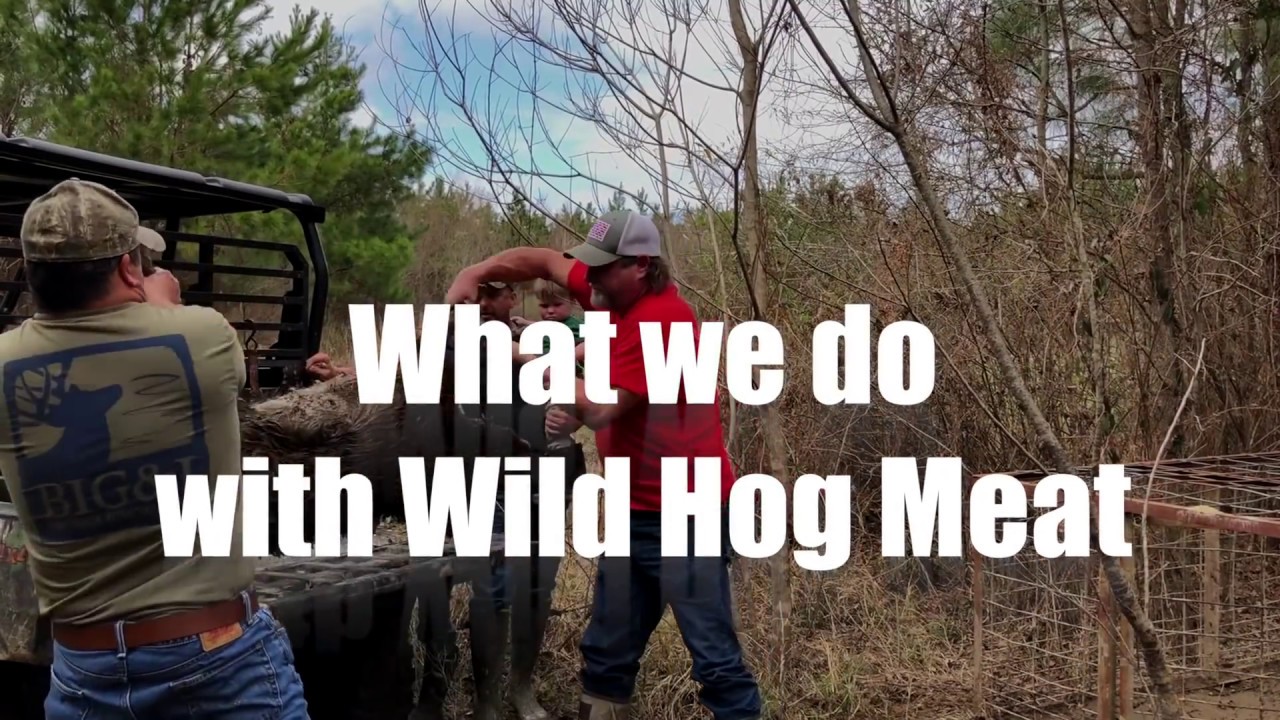 What we do with Wild Hog Meat