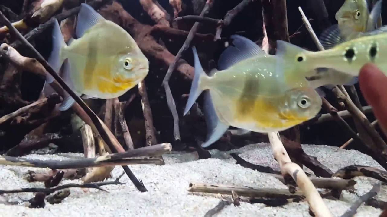 My Quick Species Spotlight: Wide Bar Myleus schomburgkii and Red Hook Silver Dollars