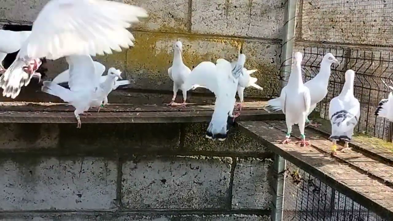  Srebniaki i perłowe  2025 gołębie ozdobne.