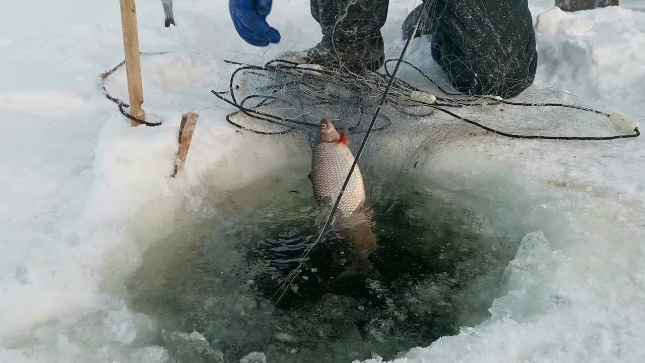 Нашли озеро с крупным Сигом!