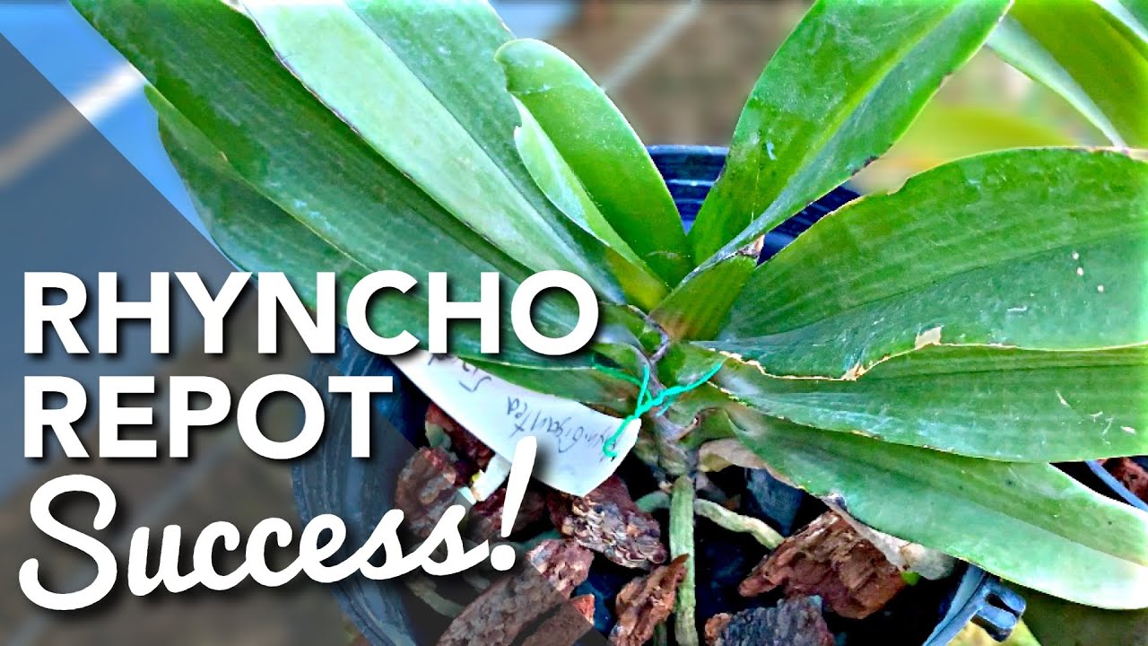 SUCCESSFUL RHYNCHOSTYLIS GIGANTEA ORCHID REPOT | 1 MONTH GROWTH | HOW TO REPOT RHYNCHOSTYLIS ORCHID
