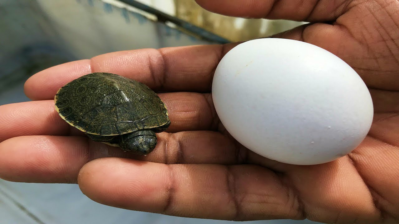 quien recuerda las tortuga y las ratas