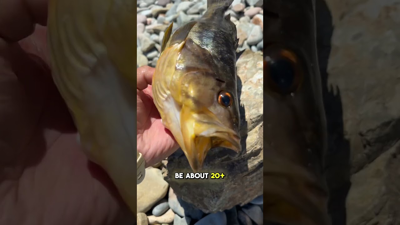 Ловля и оценка окуня Calico Bass #catchandcook #подводнаяохота #морепродукты