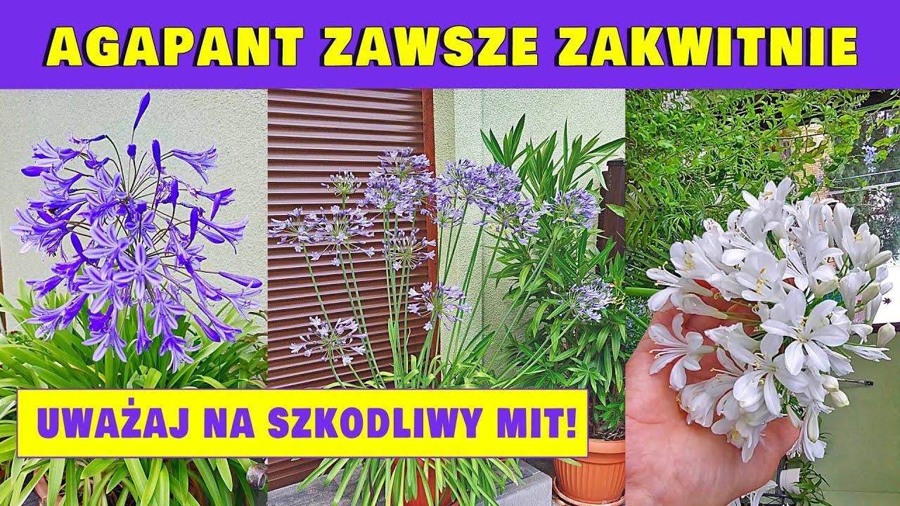 SEKRET KWITNĄCEGO AGAPANTA /LILIA AFRYKAŃSKA/ - Obalam Powszechny i Szkodliwy MIT!