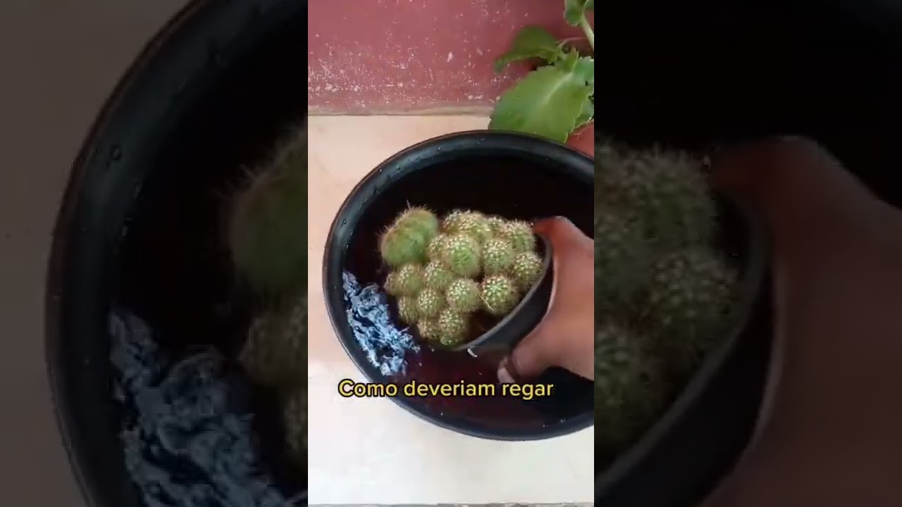 Como regar seus cactos 🌵💚👍