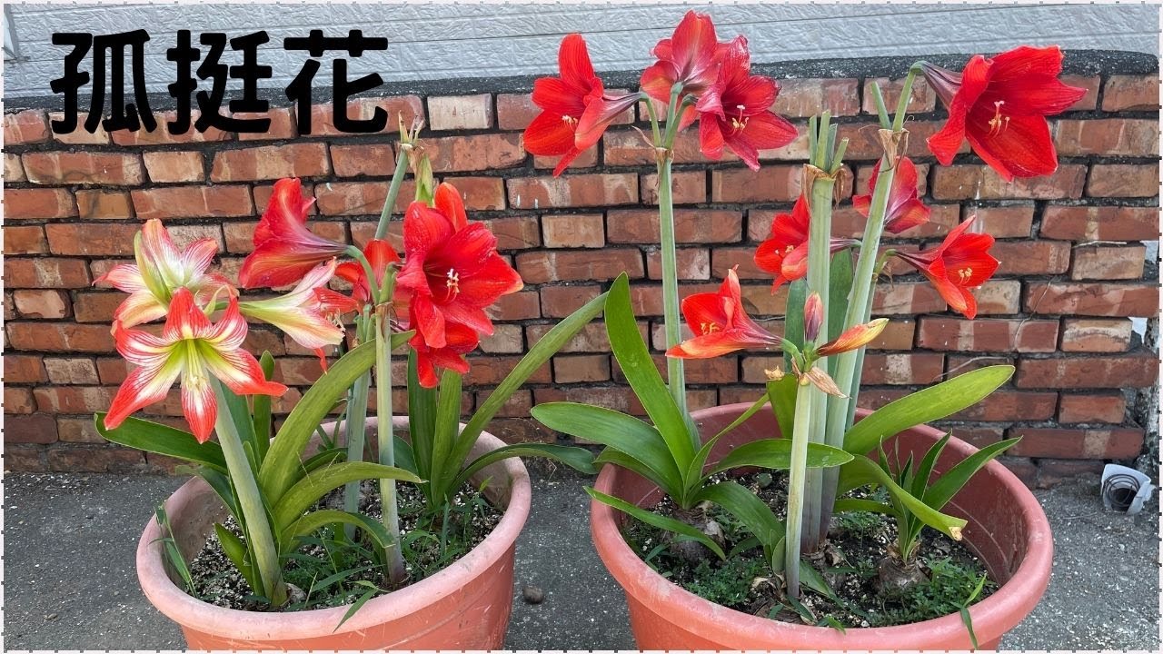 孤挺花/這樣種年年都能開花