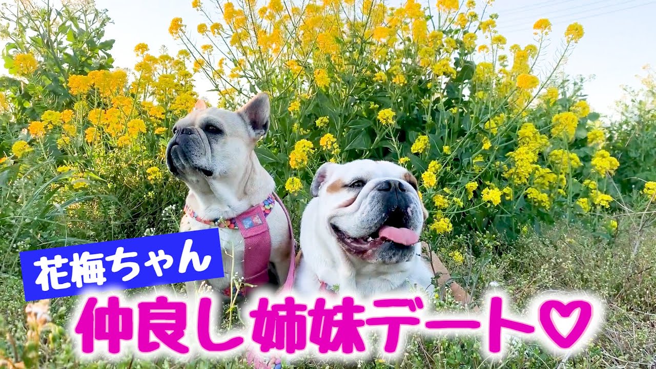 【密着】原っぱでデートするフレンチブルとブルドッグ【花梅】