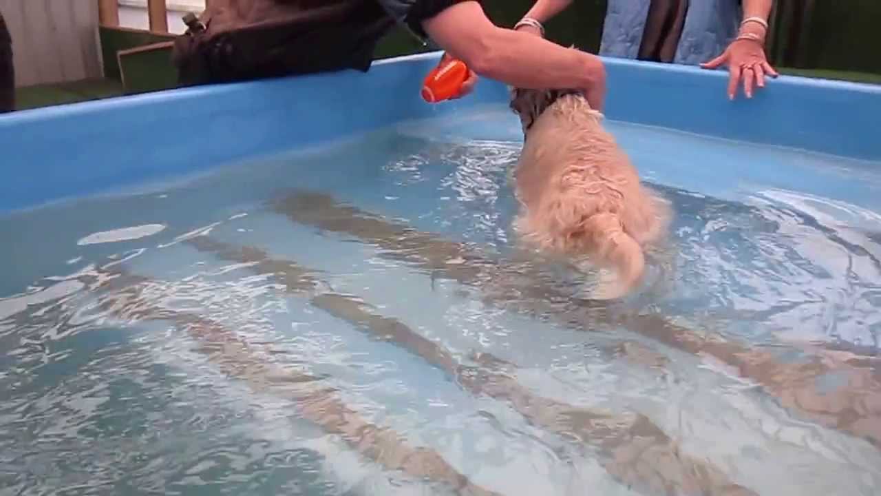 Harry the Cairn terrier swimming at Dog swim Spa