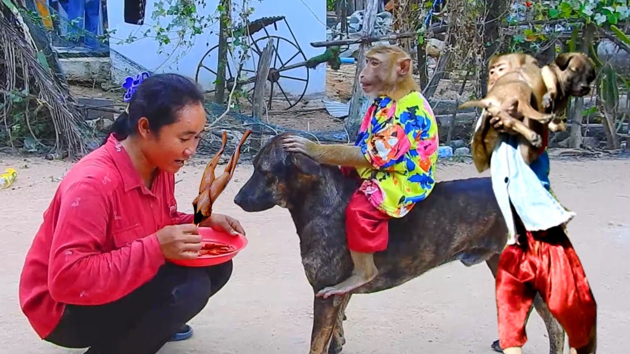 Great Video ! Pao & SokYaa Can't Wait Cos Hungry Much, Animals Argue