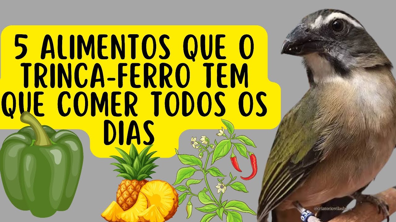 5 ALIMENTOS QUE O TRINCA-FERRO TEM QUE COMER TODOS OS DIAS
