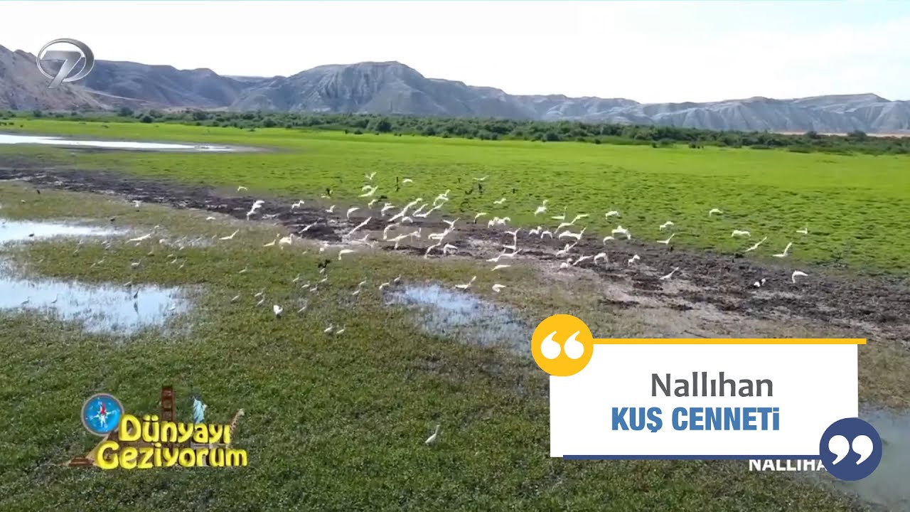 Nallıhan Kuş Cenneti göçmen kuşların en renkli istasyonu