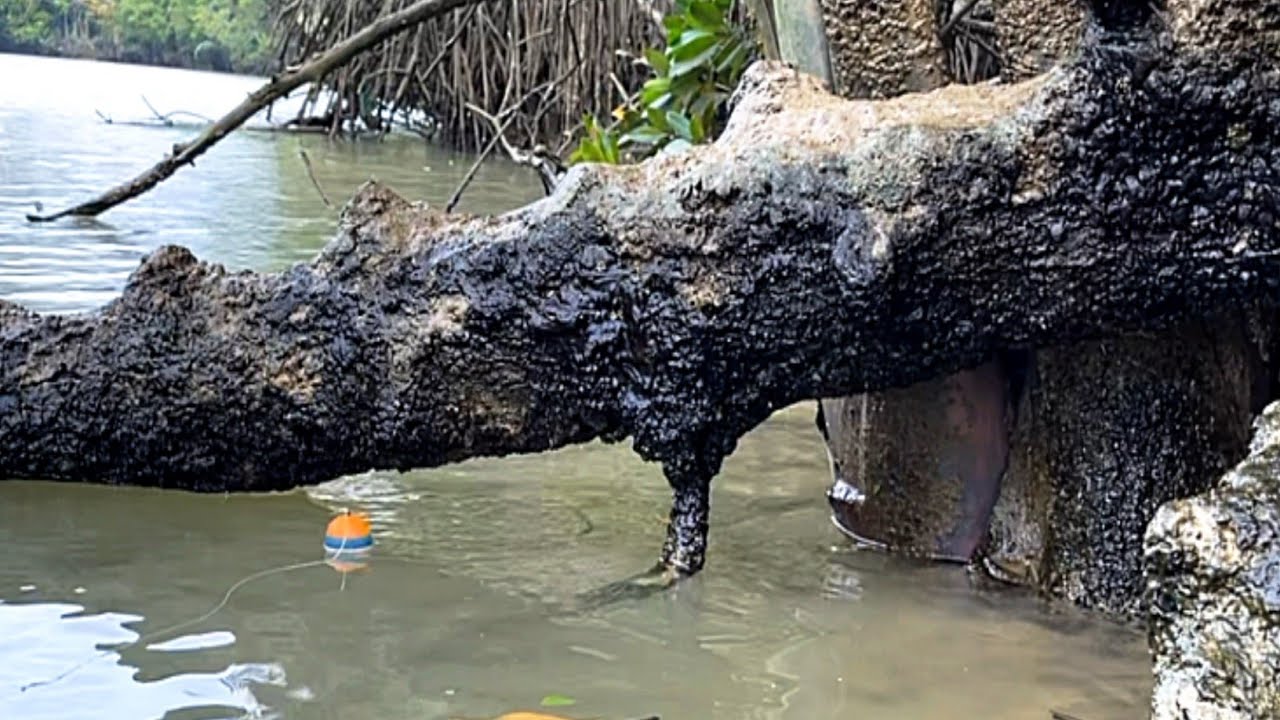 Saat mancing kakap putih malah di serang segerombolan ikan penunggu akar pohon bakau