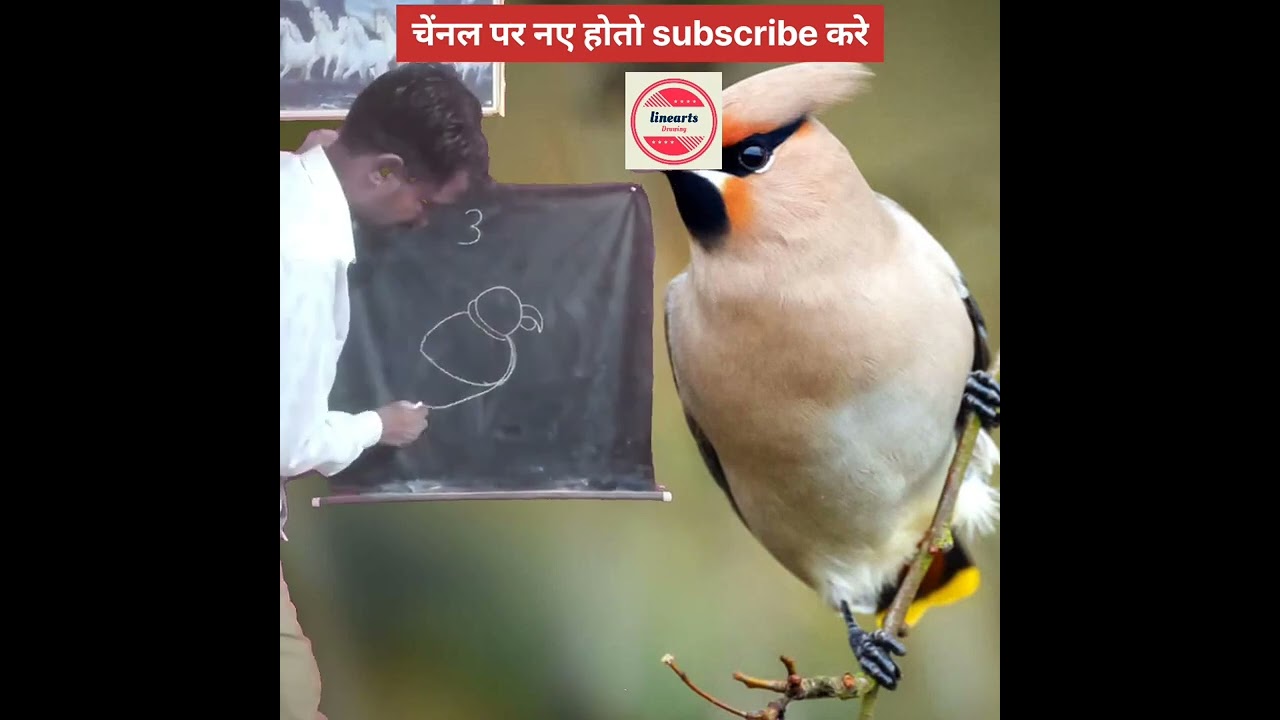 how to draw bird 