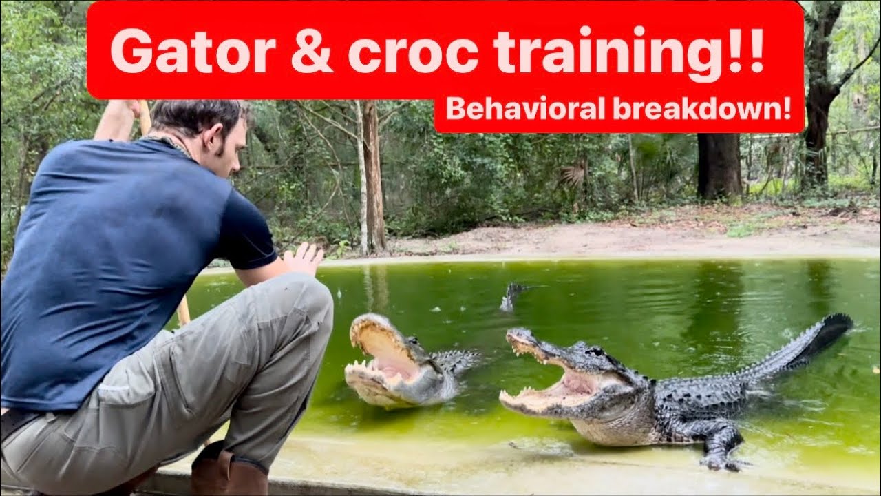 Croc & gator training, behavior breakdown!