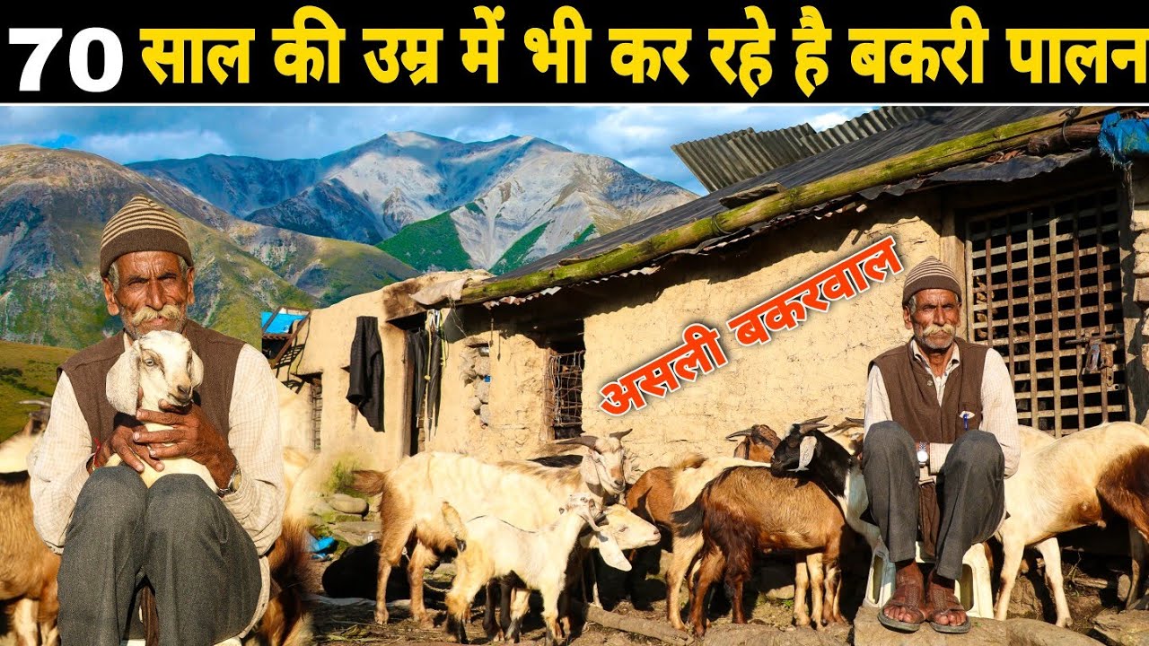 केवल 1 बकरी से शुरू किया था  Goat Farming In India पहाड़ों में ऐसे करते है बकरी पालन Bakri Palan