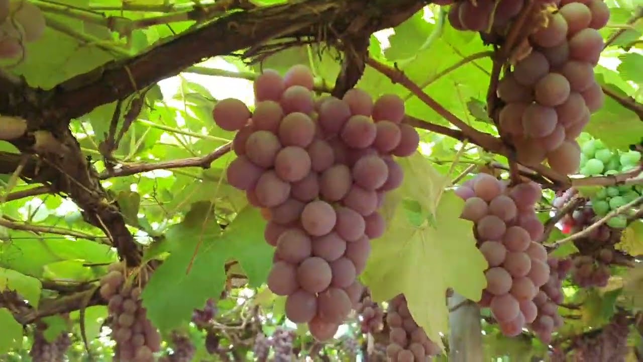 Dia de Colheita 🍇 - UVA