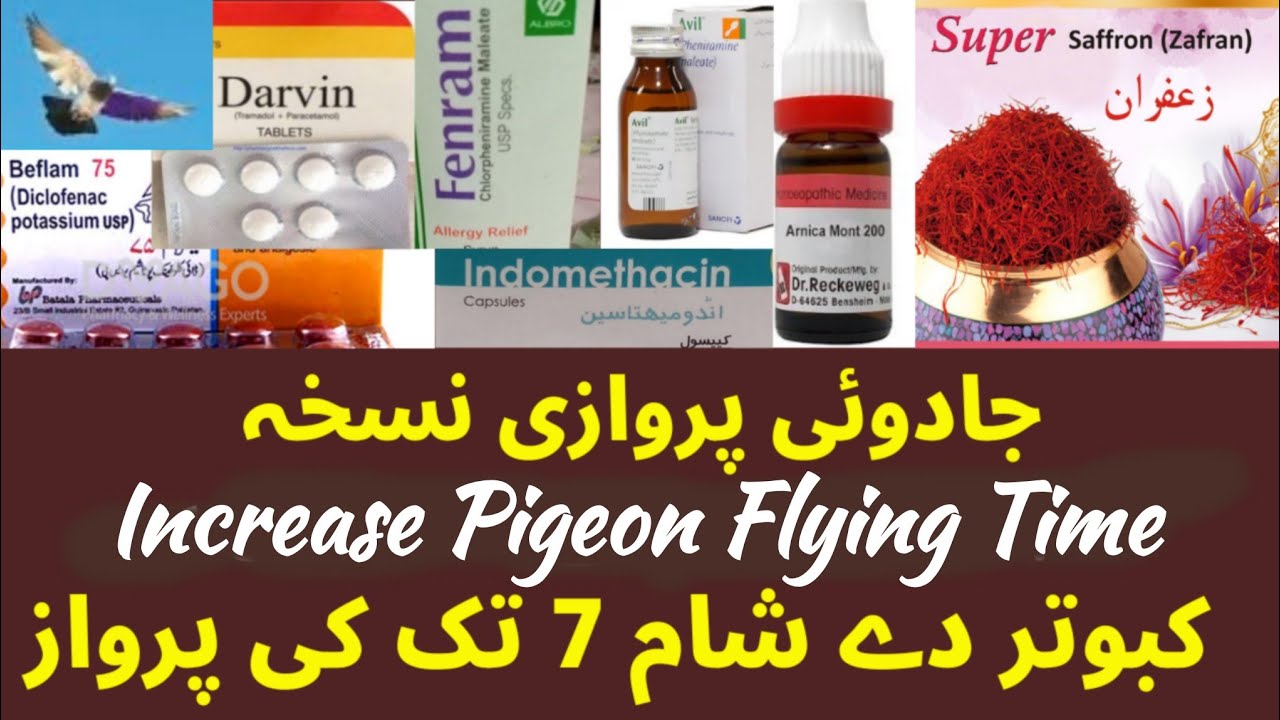 Parwazi Nuska || Parwazi Pani || Kabootar Ki Parwaz Ka Nuskha || Increase Pigeons Flying Time