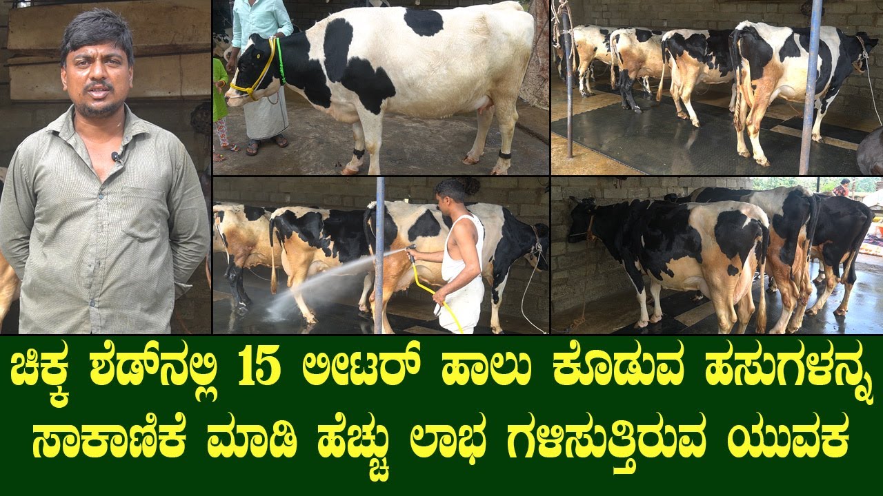 ಚಿಕ್ಕ ಶೆಡ್ ನಲ್ಲಿ 15 ಲೀಟರ್ ಹಾಲು ಕೊಡುವ ಹಸುಗಳನ್ನ ಸಾಕಿ ಹೆಚ್ಚು ಲಾಭ ಗಳಿಸುತ್ತಿರುವ ಯುವಕ|LOW BUDGET COW FARM