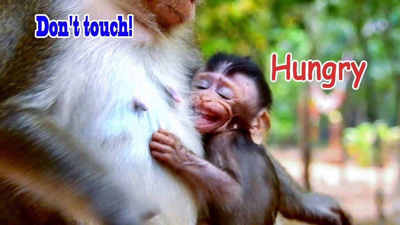 Baby Cry Loudly to Get milk, But ANNA don't give milk for ALBA to touch | So Pities When ALBA Hungry