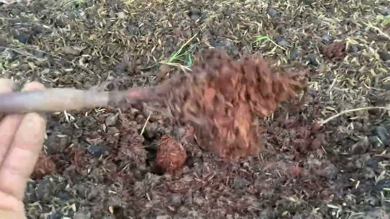 ..ทุเรียนปลูกใหม่ ยอดแห้งแล้วร่วง ร่วงแล้วแตกยอดอ่อนออกมาแล้วก็แห้งหยิกงอ เพราะสาเหตุใด?