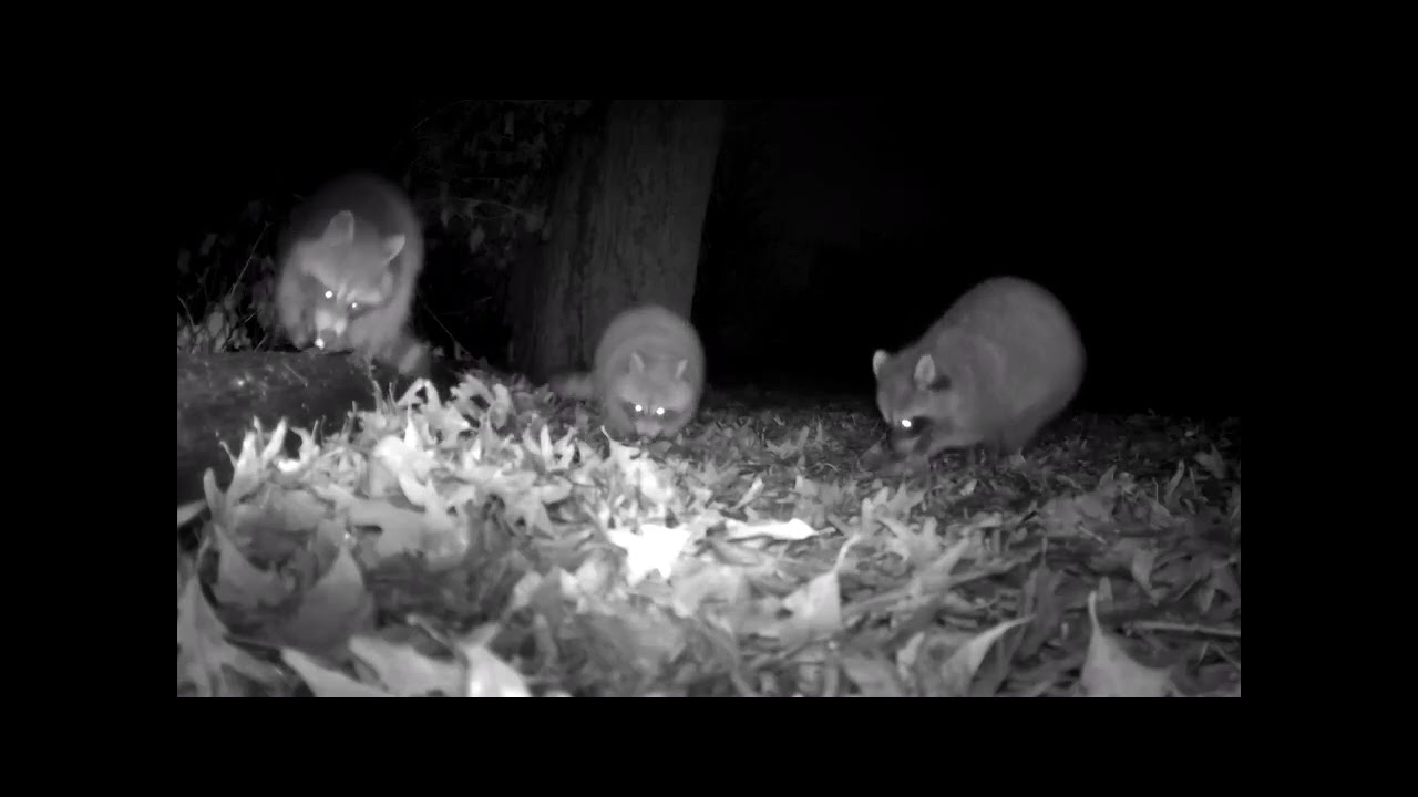 Emily's Adventure 2 Episode 1