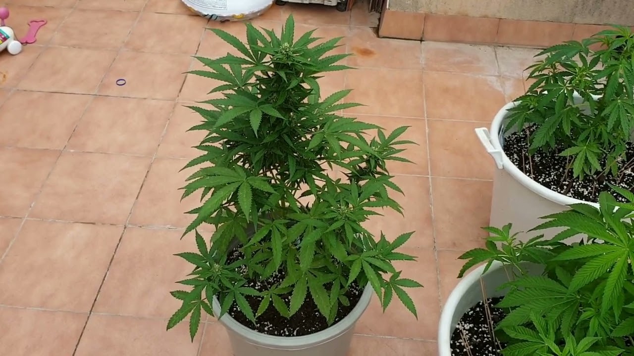 Харв Orange Sherbet Auto Fast Bud 42 за 68 дней от Мария Любит Хуана #fastbud42#orangesherbet#харв