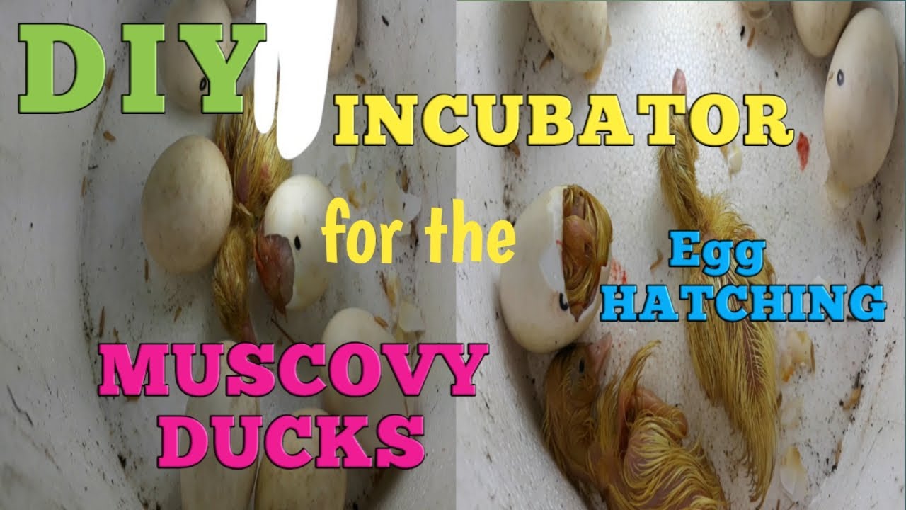 DIY INCUBATOR for the MUSCOVY DUCKS|Easy Egg Hatching of Muscovy Ducks|tina likesNhappiness
