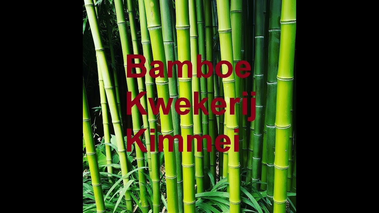 Bamboe Kwekerij Kimmei