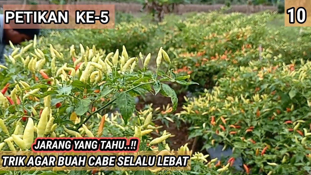 PANEN KE-5 CABE LOKAL SULAWESI | JARANG YG TAU TRIK BUAH CABE SELALU LEBAT