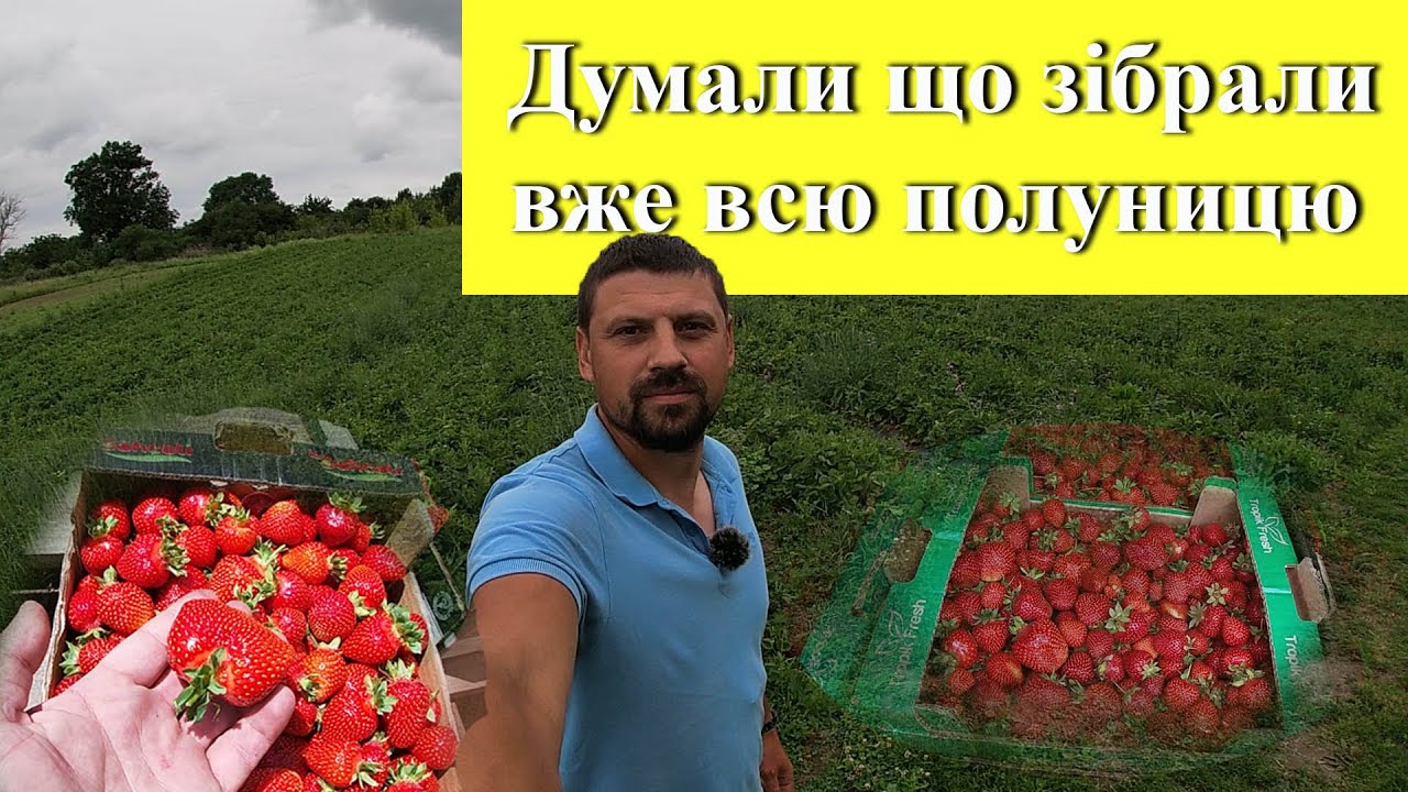 Збір полуниці 2024. Азія, Румба.