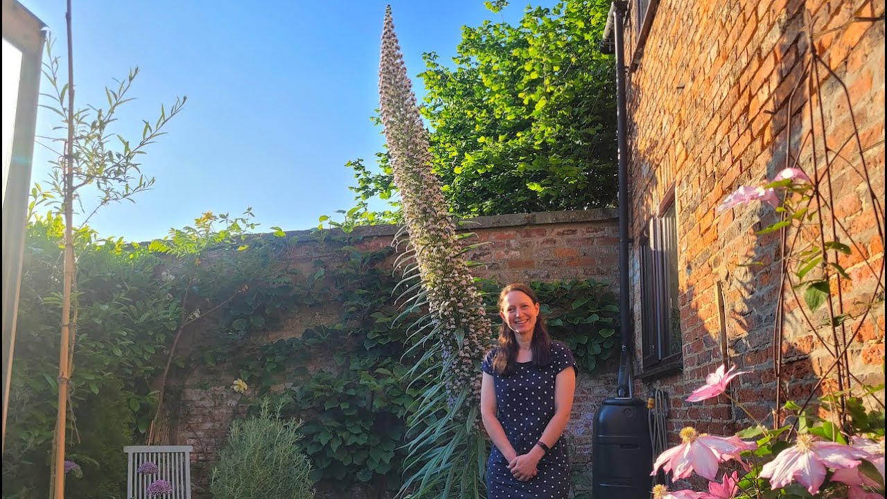 How I grew an Echium pininana in North Yorkshire