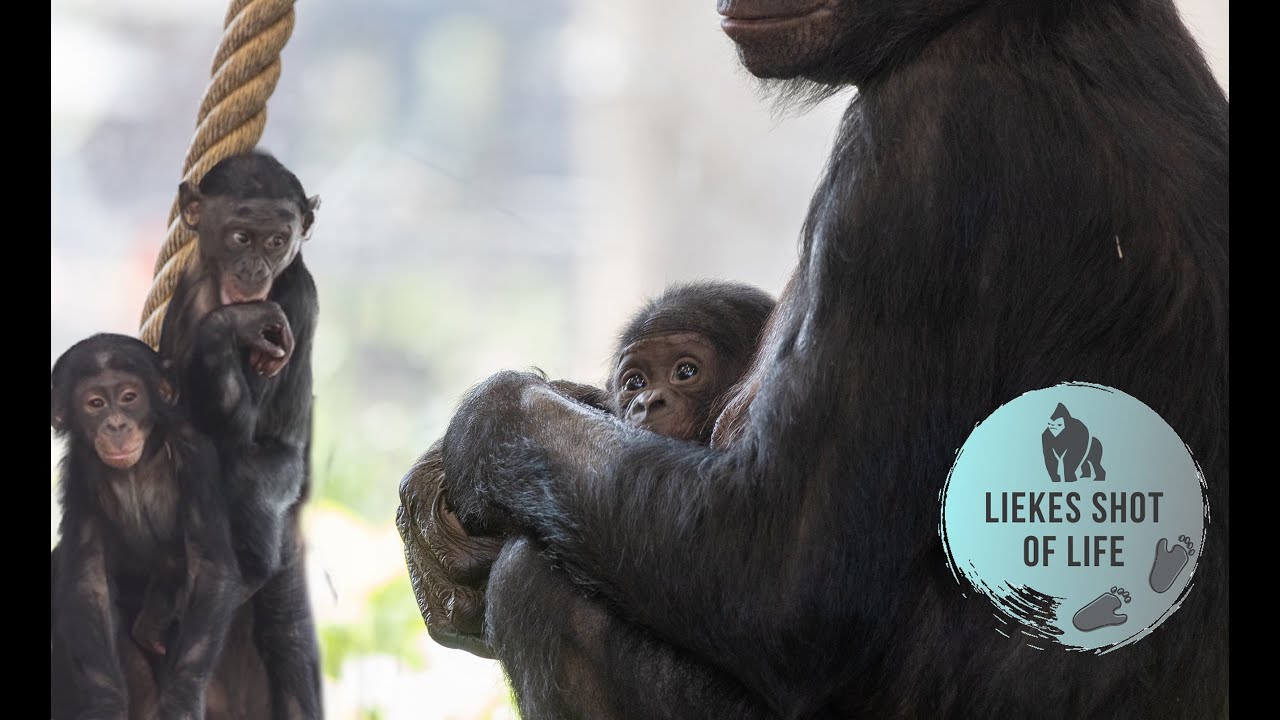 BONOBO BABY AND CURIOUS SIBLINGS